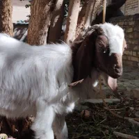 بزغاله نژاد دار