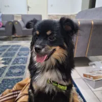 فروش سگ پامر اشپیتس