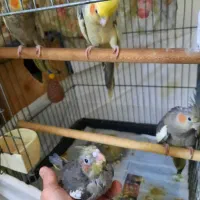 عروس هلندی سرلاکی|پرنده|تهران, دبستان|دیوار