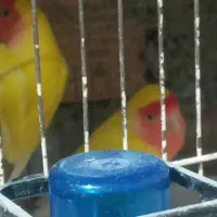 کوتکوله بالغ|پرنده|گرگان, |دیوار