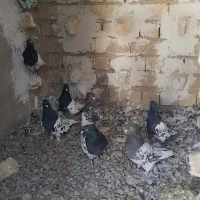 کفتر کله ای ماده|پرنده|شیراز, حومه شیراز|دیوار