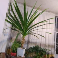 گل پاندانوس