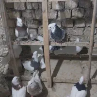 کبوتر طوقی|پرنده|خمینی‌شهر, |دیوار