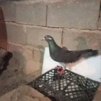 کفتر