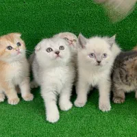 گربه اسکاتیش و بریتیش در همه رنگ|گربه|مشهد, هفت تیر (آب و برق)|دیوار