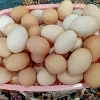 تخم مرغ محلی تازه|خوردنی و آشامیدنی|لنگرود, |دیوار