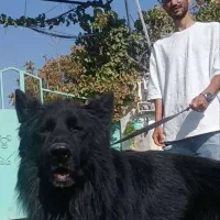 سگ ژرمن بلک سگ نگهبان و گارد