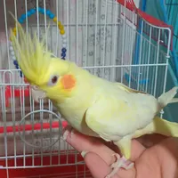 عروس هلندی نر و ماده|پرنده|رشت, آزادگان|دیوار