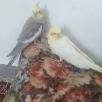 عروس هلندی نر و ماده بدون قفس