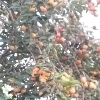 خرمالو درشت|عمده‌فروشی|لشت نشا, |دیوار