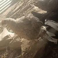 فروش مرغ جوجه مرغ وخروس|حیوانات مزرعه|شهرکرد, |دیوار