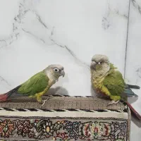 پرنده طوطی گرینچیک|پرنده|قم, علی آباد|دیوار