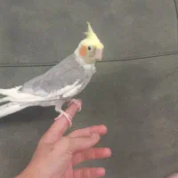 دو عدد نر توسینو برای جفتگیری|پرنده|تبریز, |دیوار