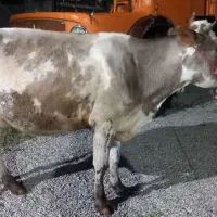 گاو|حیوانات مزرعه|دزفول, |دیوار