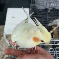 یک جفت عروس هلندی بسیار زیبا|پرنده|پیشوا, |دیوار