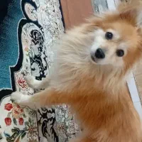 پامر معاوضه با موتور و لب تاپ تو ضیحات|سگ|پاکدشت, حصار امیر|دیوار