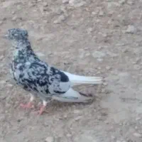 کفتر|پرنده|رامهرمز, |دیوار