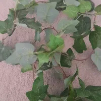 گل مصنوعی|گل مصنوعی|سبزوار, فرهنگیان|دیوار