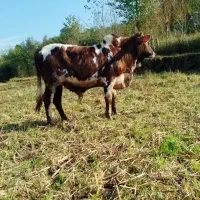 یه گوساله تنکابنی آس قیمت مقطوع