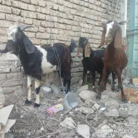 بز سه قلو زا ابستن و بزغاله های نر چوش چبش|حیوانات مزرعه|تاتار علیا, |دیوار