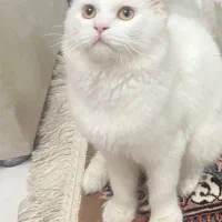 گربه پرشین نر ۹ ماهه