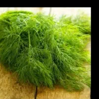 شوید بومی کیلویی و دسته ای