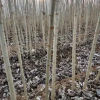 مرغوبترین و پر ریشه ترین نهال صنوبر|خدمات باغبانی و درختکاری|خمینیشهر, |دیوار