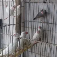 تعدادفنج نرگسی