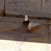 کبوتر طوقی سیاه