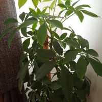 فروش گل طبیعی|گل و گیاه طبیعی|بوکان, |دیوار