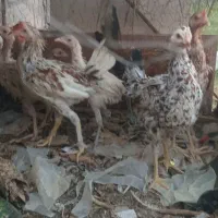 جوجه بزرگ کشتنی زیر مرغی