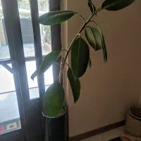 گل طبیعی با گلدان