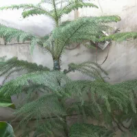 پک اقتصادی روز مادر|حراج|همدان, |دیوار