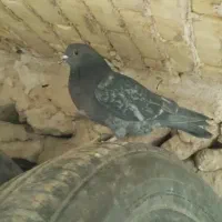 ی کفتر گرفتم مادست