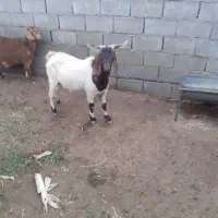 نربزافغانی برش عالی