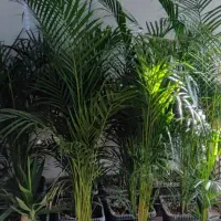 گل های آپارتمانی|گل و گیاه طبیعی|ری, بازار گل خاوران|دیوار