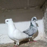 کبوتر پرشی|پرنده|بندر ترکمن, |دیوار