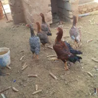 مرغ لاری نسل داره جنگی همه پنج میلیون وپانصد