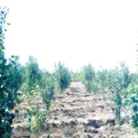 فروش باغ کبوده با سند تک برغ کاربری باغ مشجر