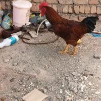 طاق با کبوتر|حیوانات مزرعه|بشاریات, |دیوار