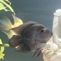 ماهی کوشتخوار سور‌م فلاور|ماهی|مشهد, رسالت|دیوار