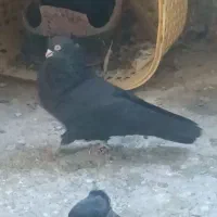 زاغ|پرنده|کهنوج, |دیوار