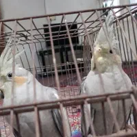 پرنده|پرنده|مسجد سلیمان, |دیوار