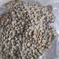 عدس امسال بوجار شده