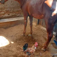 یک دونه اسب به فروش میرسد|اسب و تجهیزات اسبسواری|زابل, |دیوار