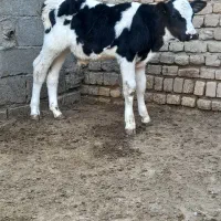 فروش ۸ راس گوساله نر|حیوانات مزرعه|قلندر آباد, |دیوار
