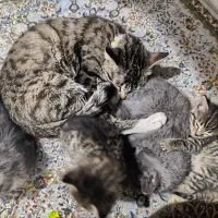 واگذاری بچه گربه و یک گربه تاکسیدو|گربه|ارومیه, |دیوار