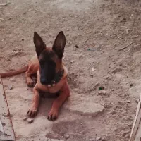 توله مالنیوز ماده 8ماه