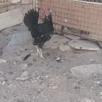 مرغ و خروس گلین|حیوانات مزرعه|تهران, هفده شهریور|دیوار