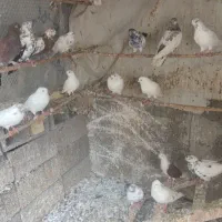 کبوتر